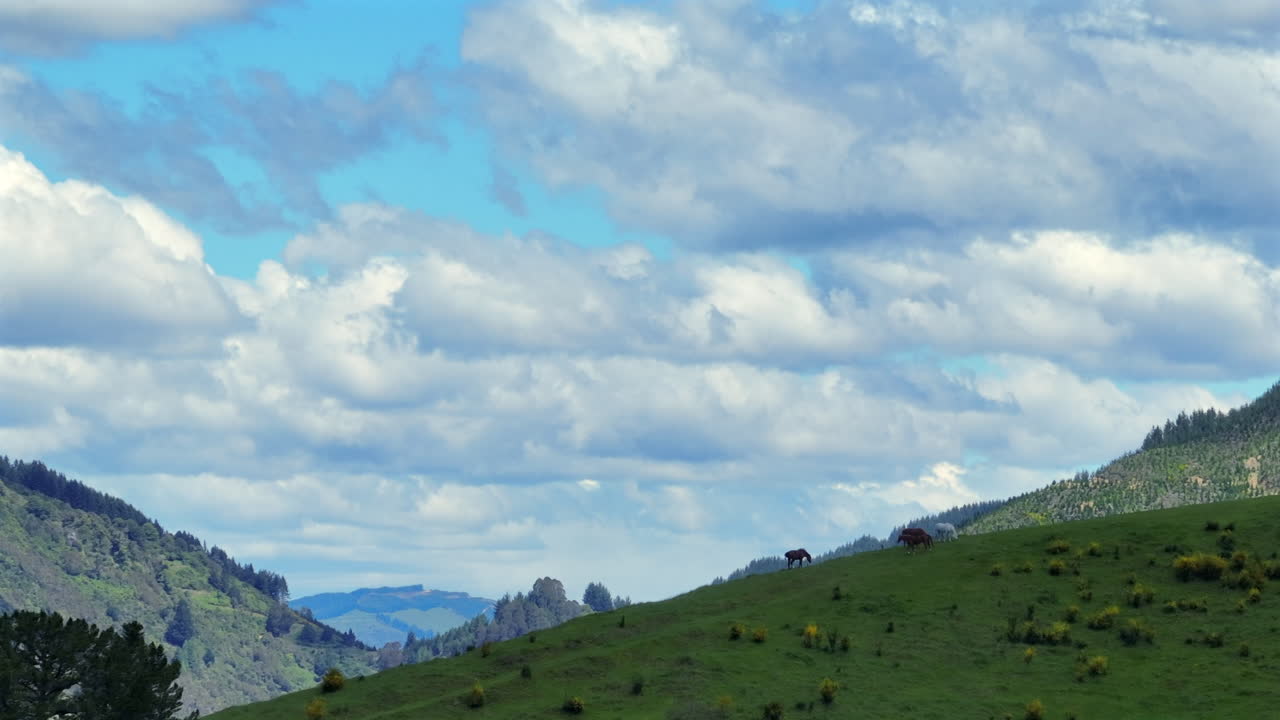 Drone shot capturing multiple horses grazing peacefully on a large hill with a stunning panoramic view of the Motueka Valley in New Zealand.