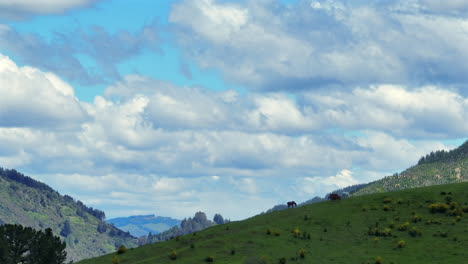 drone shot capturing multiple horses grazing peacefully on a large hill with a stunning panoramic view of the motueka valley in new zealand.