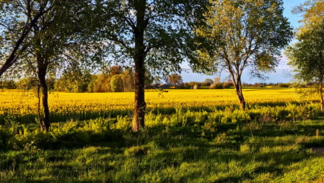 golden field lined with trees on a breezy afternoon, sunlight casting long shadows across grass, peaceful grass meadow backdrop background