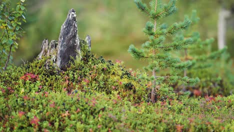 Escena-Del-Bosque-De-Bayas,-Piedra-Y-Abeto-Joven