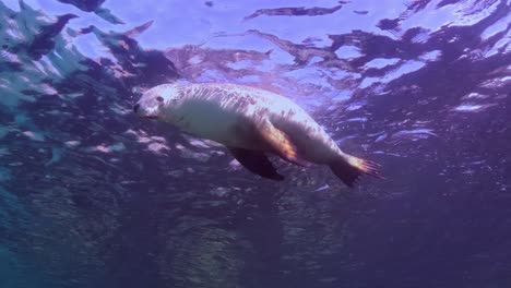 Australian-Sea-Lions-Neophoca-cinerea-Hopkins-Island-Port-Lincoln-South-Australia-4k