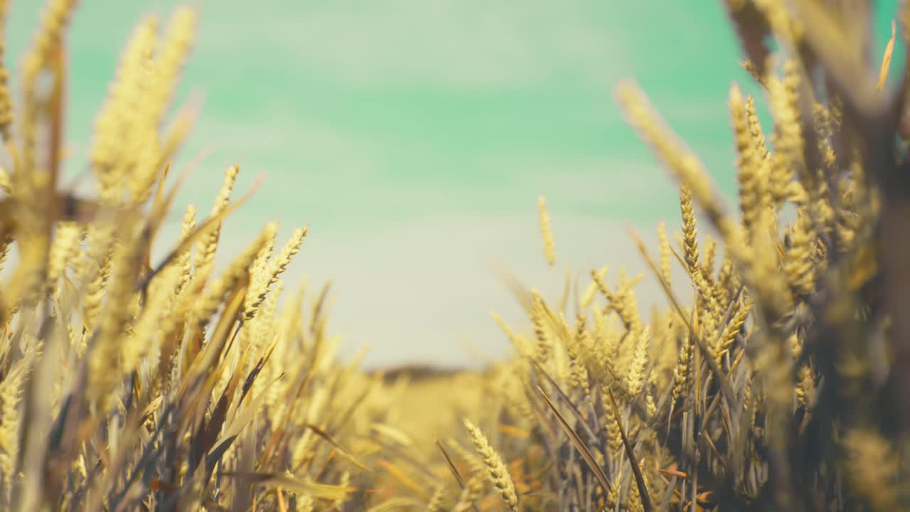 Bathed in golden light, this vast wheat field promises abundance. A serene snapshot of nature's bounty and the essence of wholesome growth.