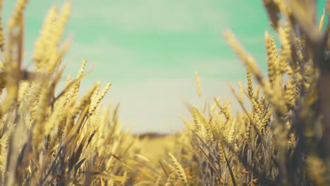 bathed in golden light, this vast wheat field promises abundance. a serene snapshot of nature's bounty and the essence of wholesome growth.