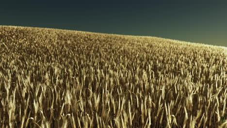 las orejas de centeno madurando en un campo