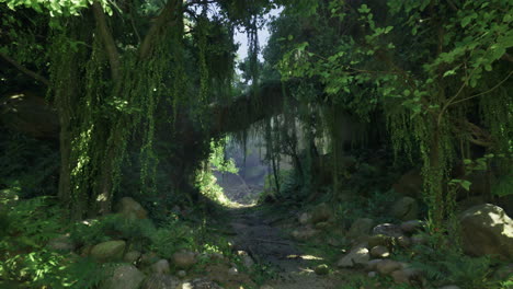 lush green forest pathway leading to a mysterious clearing in daylight