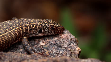lagarto plateado gigante tomando el sol en la roca, telefoto de la parte delantera del cuerpo