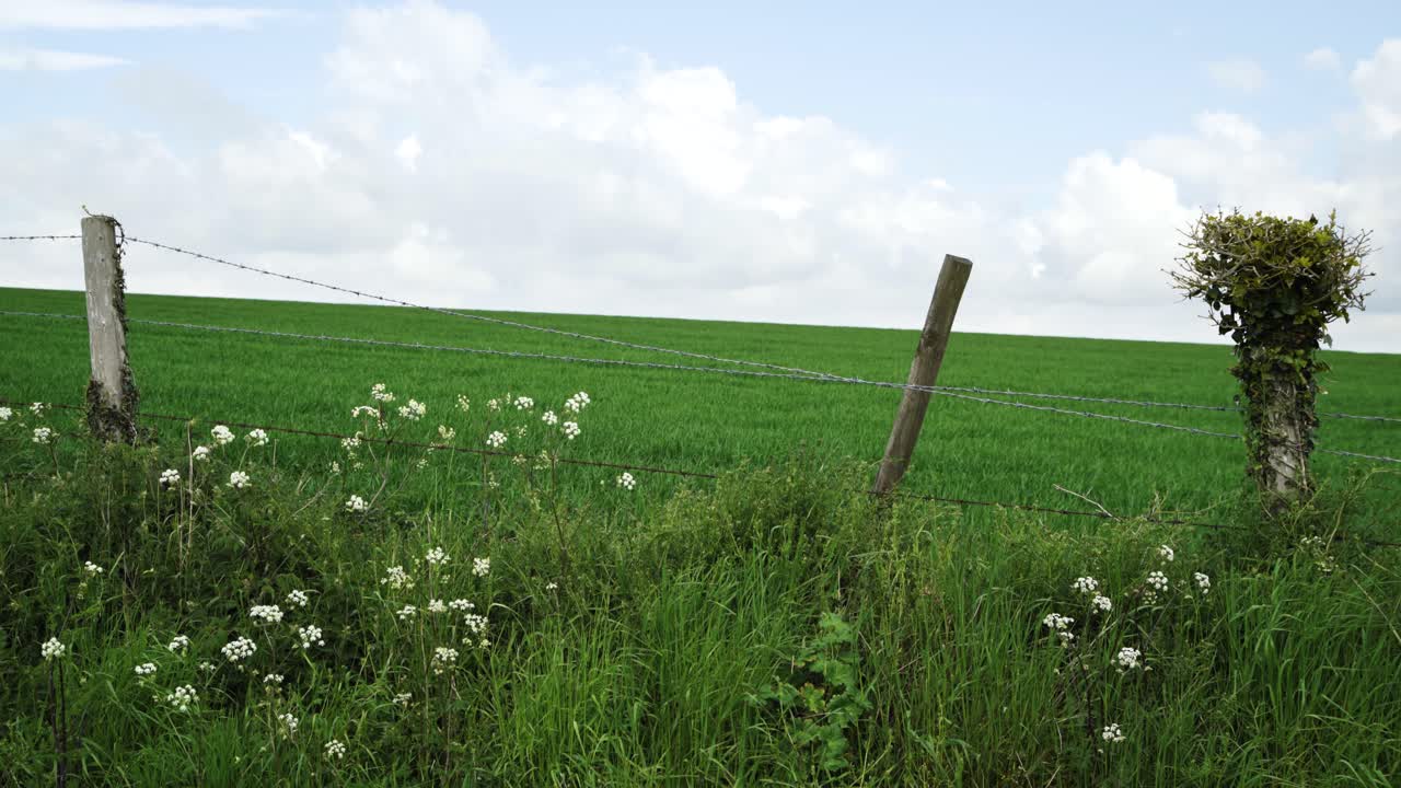 흰 꽃과 철조망 울타리, 흐린 하늘, 강한 바람 4k로 둘러싸인 영어 초원