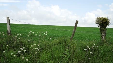 English-meadow-bordered-by-white-flowers-and-a-barbed-wire-fence,-cloudy-sky-and-strong-breeze-4K