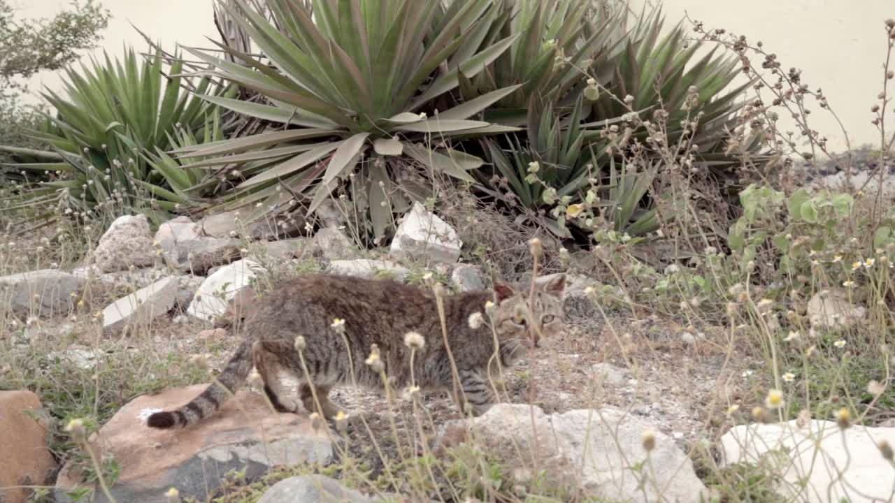 Slow-motion video of a curious cat as it stares directly into the camera before dashing away into the wild.