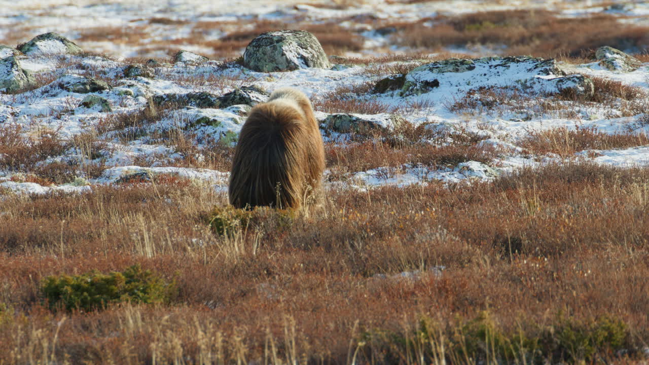 Bue muschiato solitario che cammina in un paesaggio artico ventoso, Norvegia
