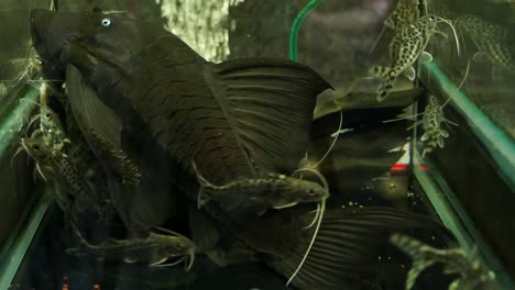 Großer-Blauäugiger-Pleco-Panaque-Wels-In-Einer-Aquarium-Tierhandlung,-Die-Auf-Dem-Boden-Sitzt,-Mit-Kleinen-Gefleckten-Synodontis-Welsen,-Die-Herumschwimmen