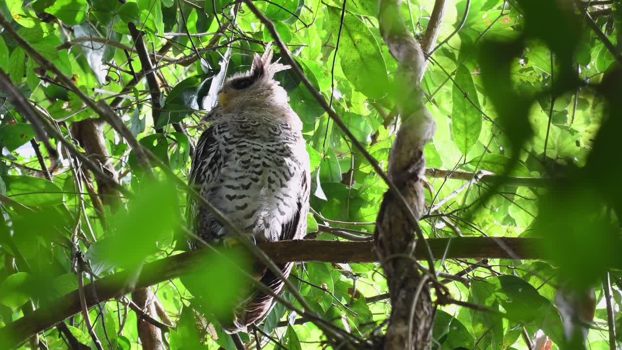 반점 수리 부엉이, bubo nipalensis, 청소년
