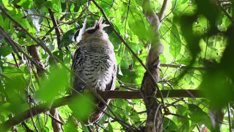 Búho-Real-De-Vientre-Manchado,-Bubo-Nipalensis,-Juvenil