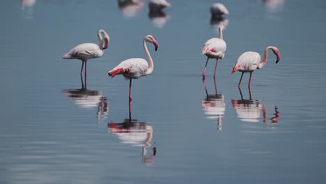 bandada de flamencos rosados cerca en áfrica en el parque nacional del lago ndutu en el área de conservación de ngorongoro, muchos flamencos de pie y caminando en el agua azul al sol