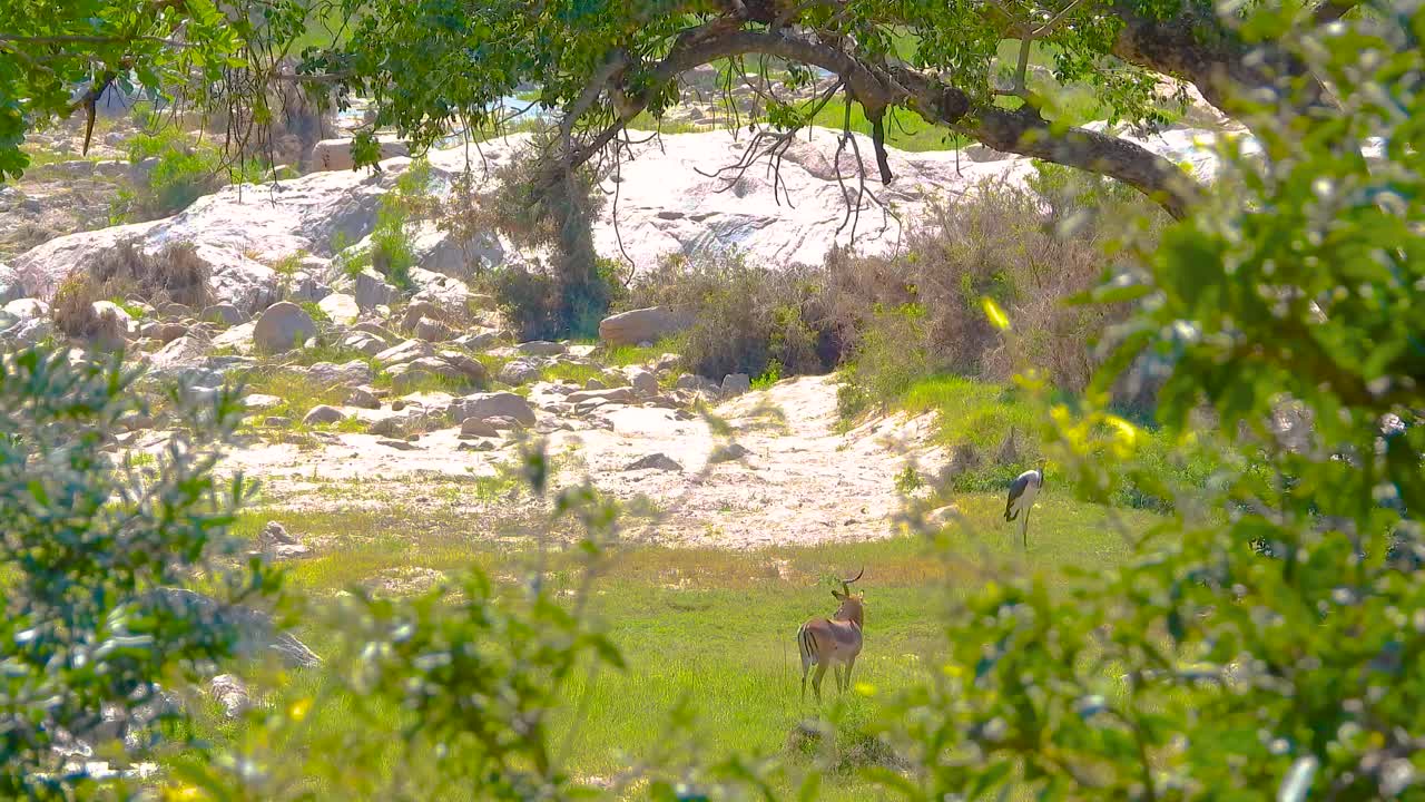African gazelle and stork viewable through the forest trees, Kruger National Park, South Africa