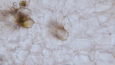 Portaobjetos-De-Microtomo-De-Sección-Transversal-De-Raíz-De-Zanahoria-Bajo-El-Microscopio