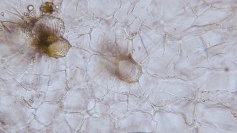portaobjetos de microtomo de sección transversal de raíz de zanahoria bajo el microscopio