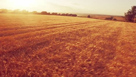 Drone-footage-of-golden-fields-