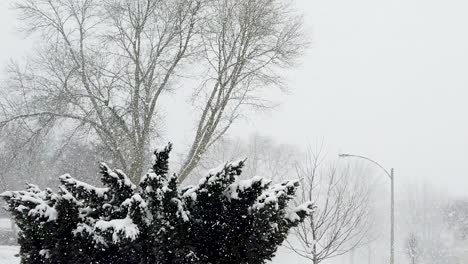 bush covered with snow while on a cold day, snowflakes falling, no persons