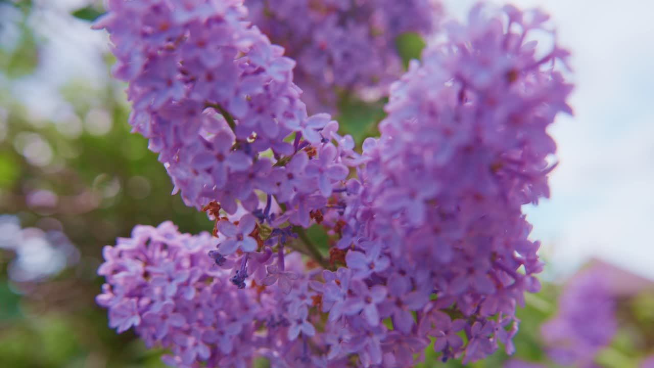 Blomstrende syrenblomster i blødt fokus. Sarte lilla kronblade svajer blidt. Let brise bevæger grene naturligt. Sløret grønt i baggrunden fremhæver farven. Ideel til forår, blomstermotiver