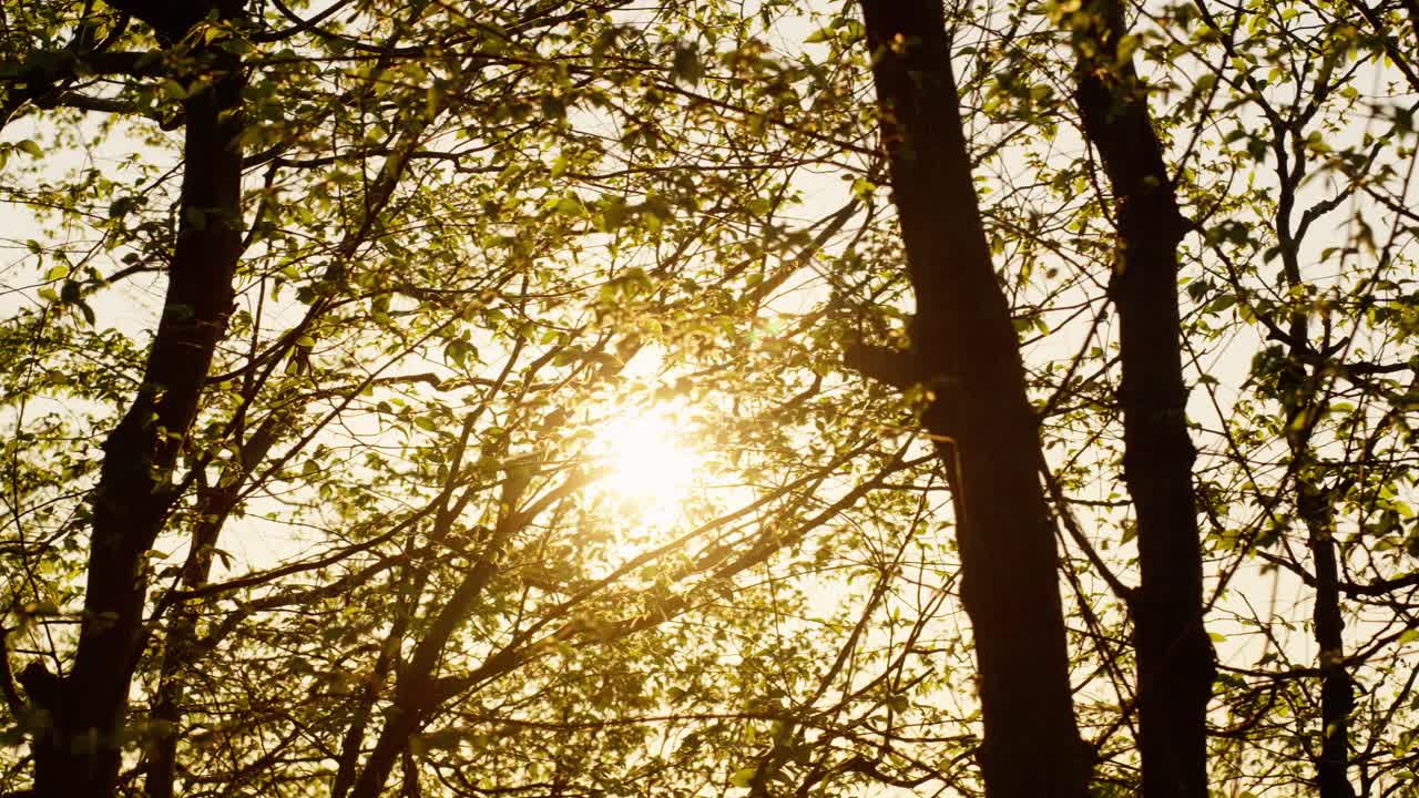 Golden hour light shining through trees in a forest with sun flares in the frame