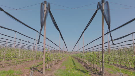 apple orchard in spring with protection nets