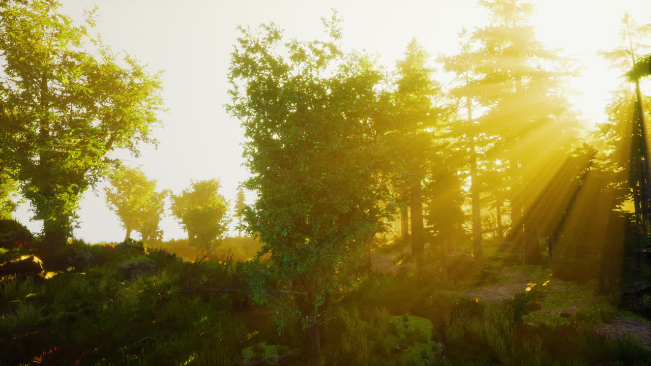 아침 안개 속 의 웅장 한 상록 숲 의 파노라마 전망