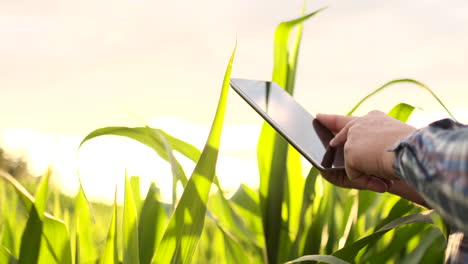 a farmer in his cornfield examines his crops with a digital tablet at sunset