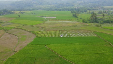 Un-Dron-Disparó-Sobre-Los-Verdes-Campos-De-Arroz-En-El-Campo-Indonesio.