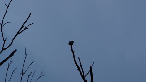 Silhouette-Eines-Kleinen-Vogels,-Der-Auf-Einem-Blattlosen-Ast-Thront