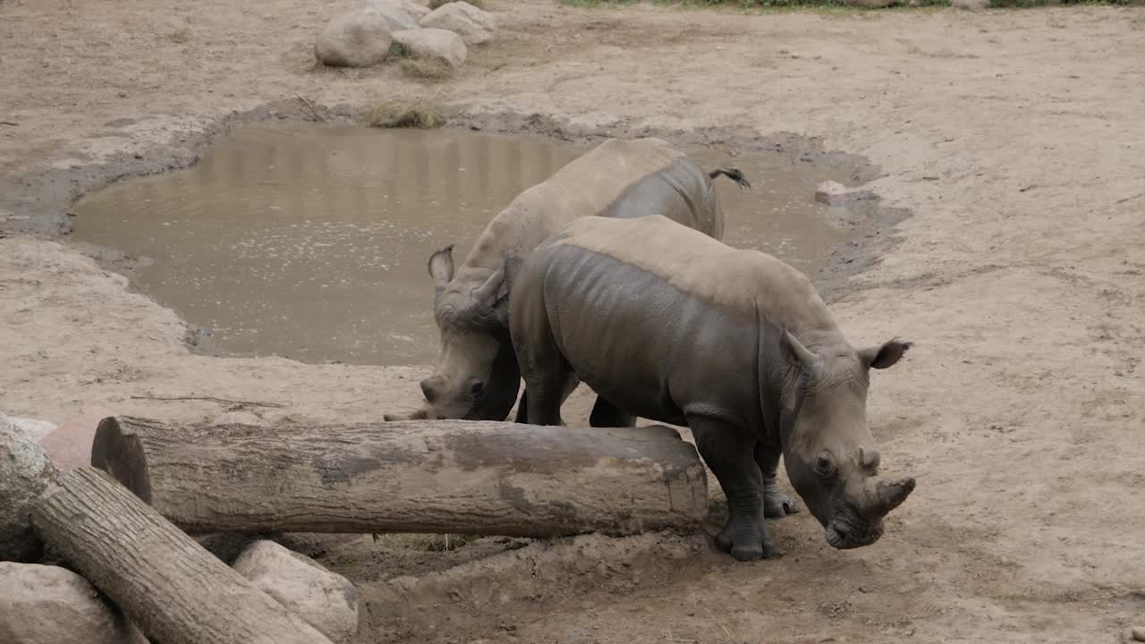 Muddy rhinoceros scratch into each other