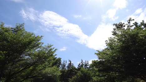 time-lapse of trees against a dynamic cloudy sky.