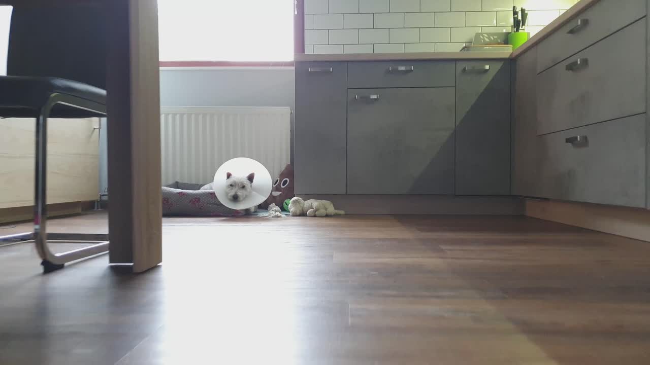 маленькая собака лежит в корзине с собачьим рожком на шее на кухне