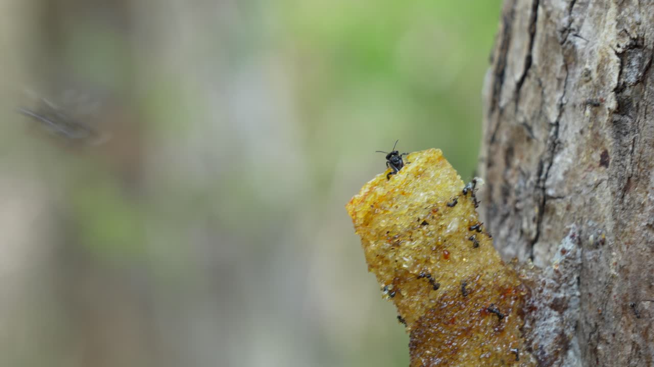 A macro video of stingless bees going in and out of their wax entrance pipe that leads to their bee colony inside the tree trunk