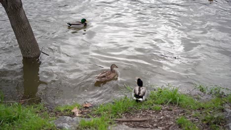 Wildenten-Betreten-Das-Flusswasser-Zum-Schwimmen,-Naturszene