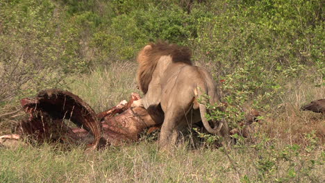 a male lion feeding on a large animal carcass in the african wilderness