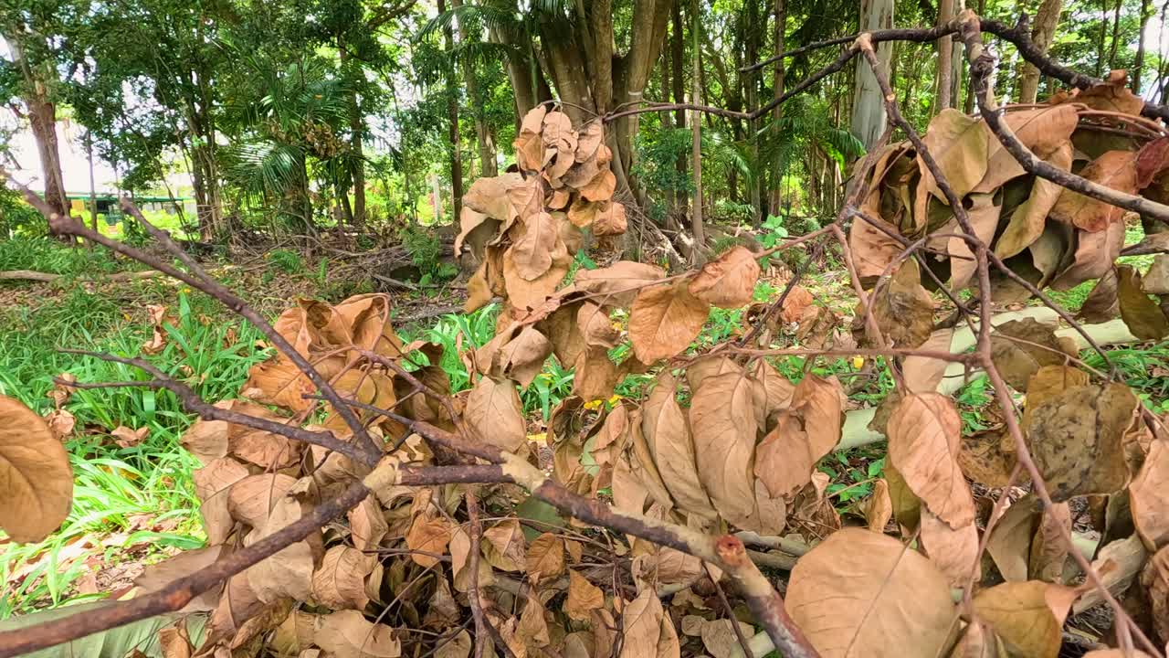 Dry leaves on branches sway in a forest, captured with natural lighting and a steady camera, creating a serene atmosphere