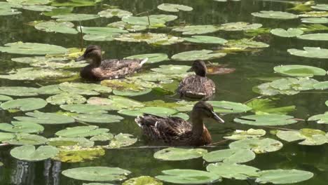 Mallard-Ducks,-Anas-platyrhynchos,-swimming-amongst-water-lilies