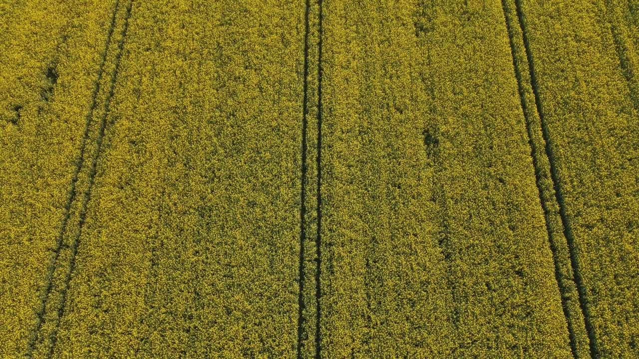 An aerial perspective captures a vast, vibrant yellow rapeseed field, marked with parallel tractor tracks. The bright field stretches endlessly, creating a mesmerizing pattern across the landscape.