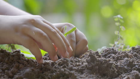 boy planting a green plant caring for environment