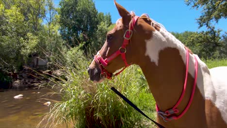 curioso caballo marrón y blanco parado junto a un río en una granja en cámara lenta 120fps