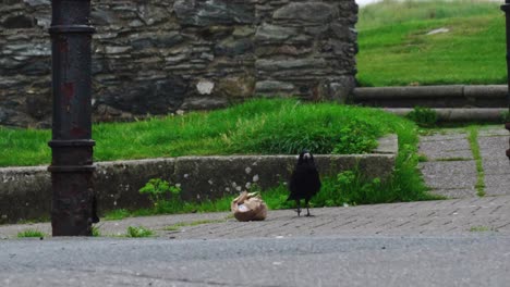 flock of crows eating trash in the morning