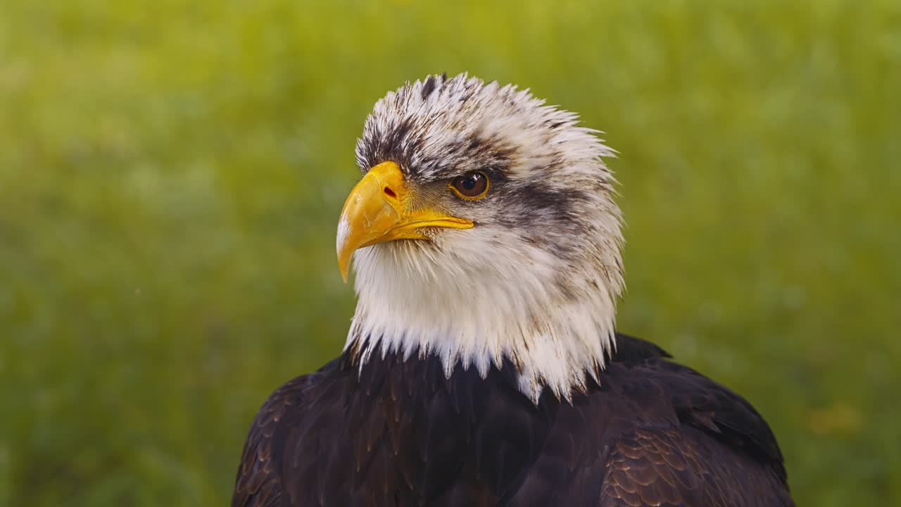 video del águila calva americana, en cámara lenta, en primer plano