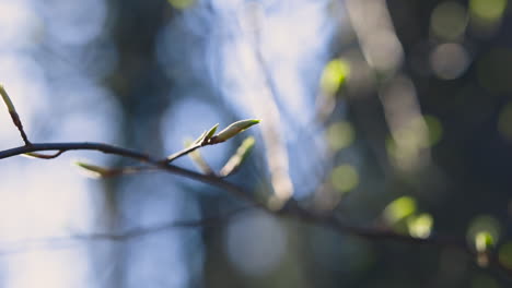 panning close-up of thin tree branch with green buds in sunlight