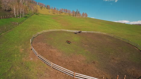 horse pinches grass grazing with herd in round paddock