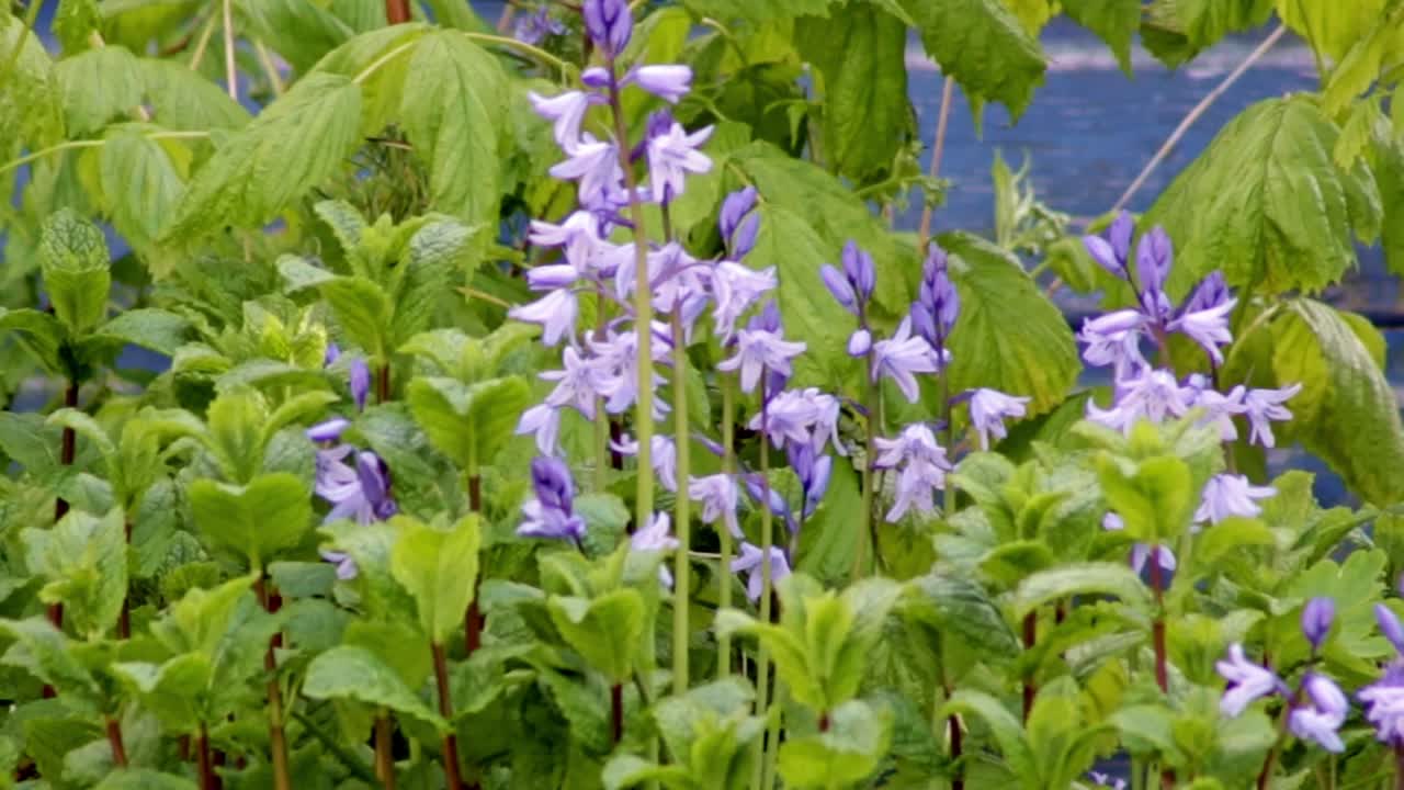 wild bluebells growing amongst wild mint in an English garden