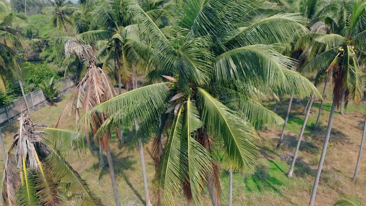el viento superior sacude las palmeras tropicales bajo un cielo azul claro