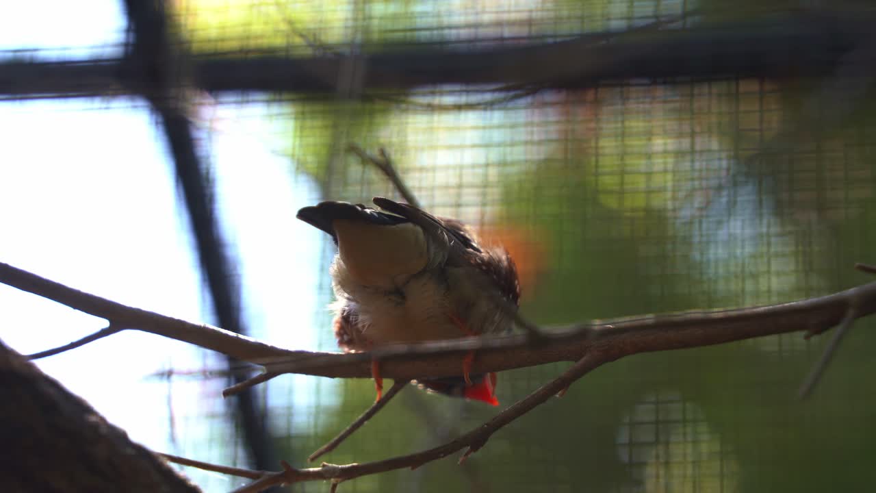 Close-up of a small bird perched on a branch