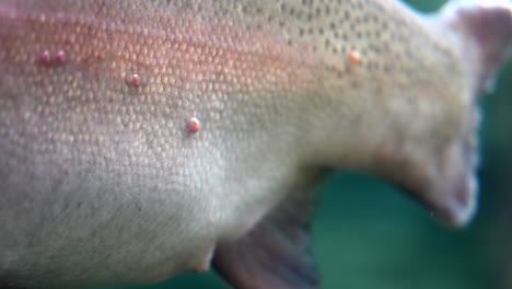 rainbow trout fish with scales and spots swims in front of camera