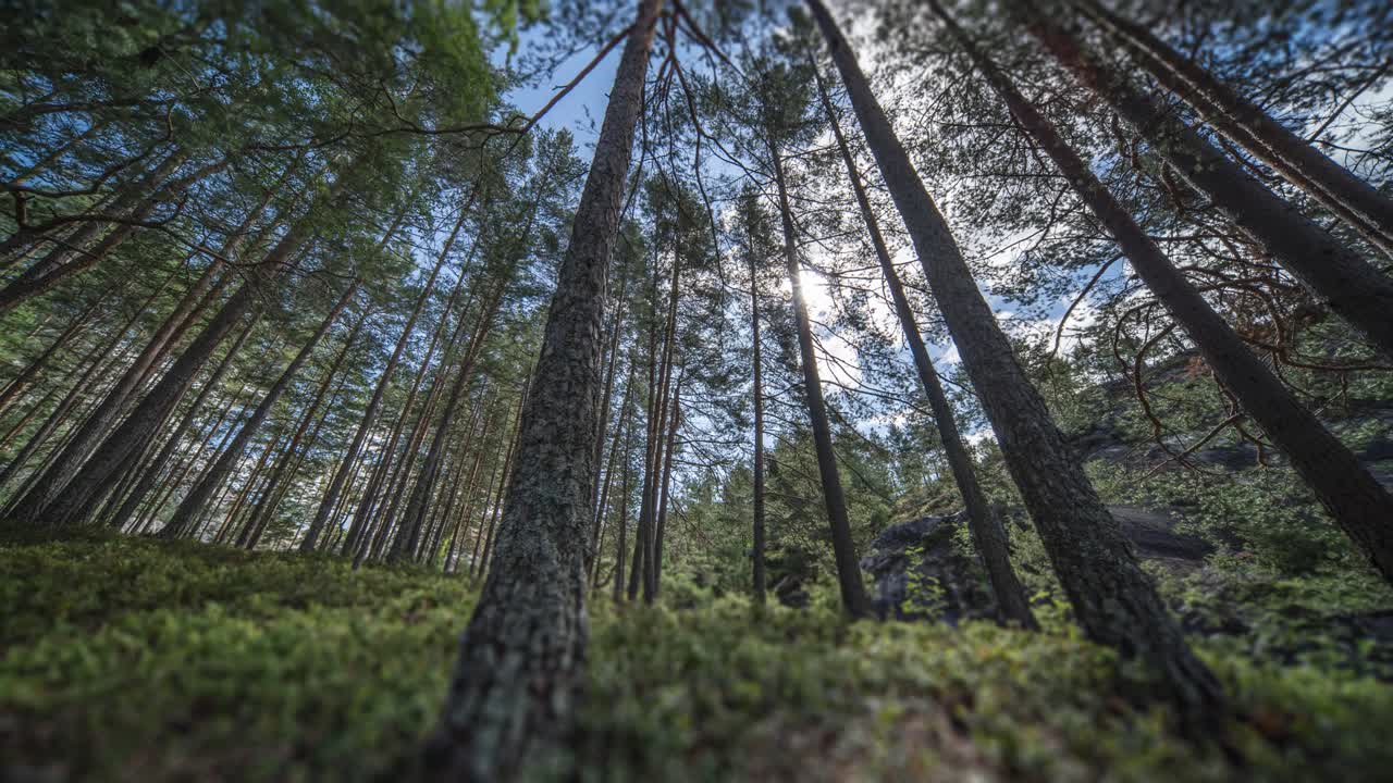 Alti e slanciati pini svettano sopra il lussureggiante sottobosco verde